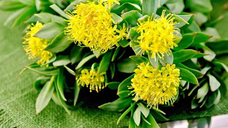 rhodiola et perte de poids